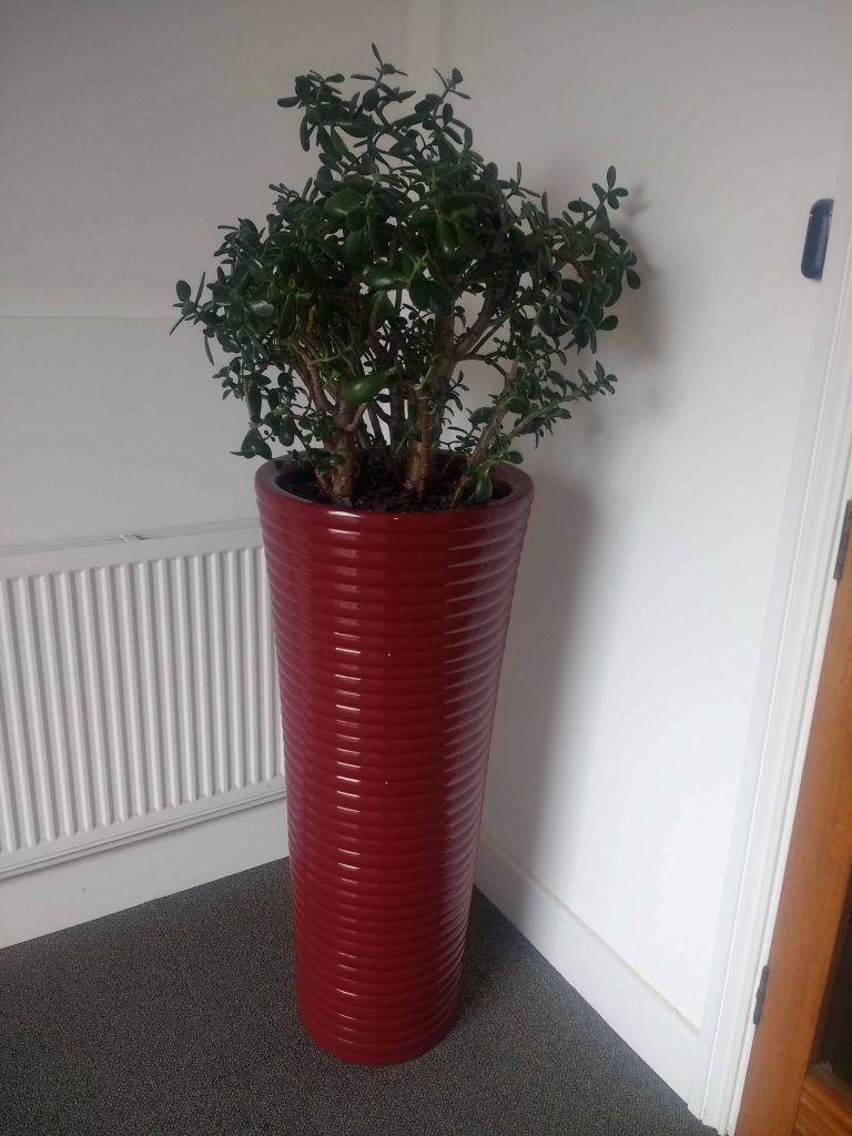 RH Stonehouse Crassula - Interior Office Plants for Business in Gloucestershire by Planterama