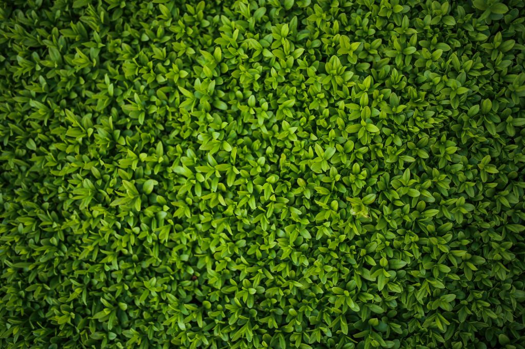 Planterama Gloucester Plant Displays for Business Slide 2