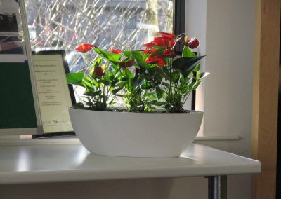 Office Plants by Planterama in Gloucestershire