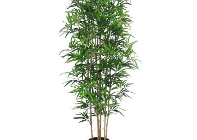 BA Bamboo - Workspace Plants in Gloucestershire by Planterama