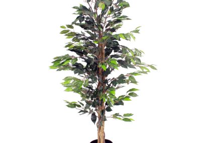 BA Ficus - Workspace Plants in Gloucestershire by Planterama
