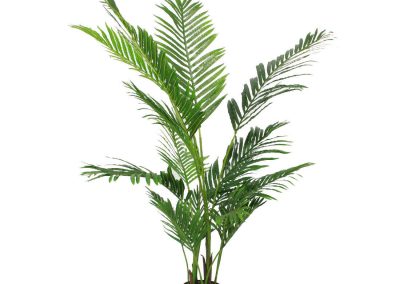 BA Parlour Palm - Workspace Plants in Gloucestershire by Planterama