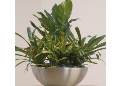 CD Alum Bowl - Interior and Exterior Office Plants for Business in Gloucestershire by Planterama