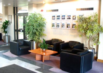 Dracaena song of India, Ficus and Peace Lily Office Plants in Gloucestershire by Planterama