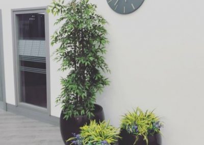 Evergreen Ruscus - Workspace Plants in Gloucestershire by Planterama