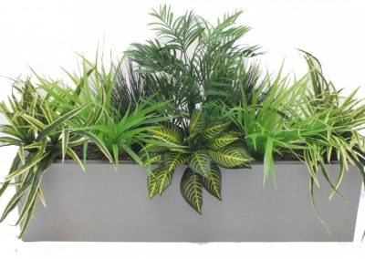 Evergreen Trough - Workspace Plants in Gloucestershire by Planterama