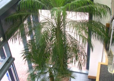 Office Entrance Plants in Gloucestershire by Planterama