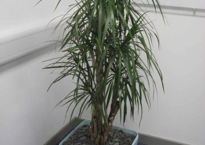 Office Plants in Gloucestershire by Planterama