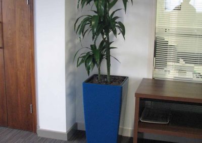 Office Plants in Gloucestershire by Planterama