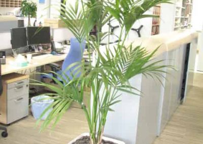 Offfice Kentia Lechuza - Working Space and Office Plants in Gloucestershire by Planterama