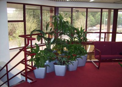 Robert Hitchins Kingsway - Working Space and Office Plants in Gloucestershire by Planterama