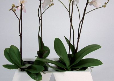 LG Curvy Desktop - Interior and Exterior Office Plants for Business in Gloucestershire by Planterama