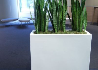 LG Linbar - Interior and Exterior Office Plants for Business in Gloucestershire by Planterama