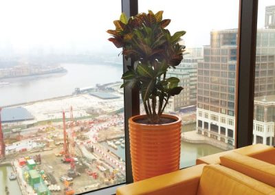 LG Spin - Interior and Exterior Office Plants for Business in Gloucestershire by Planterama