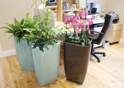 LG Trifik - Interior and Exterior Office Plants for Business in Gloucestershire by Planterama