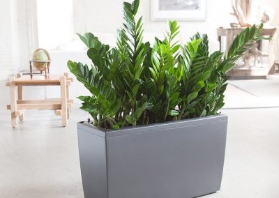 Lechuza Cararo - Interior and Exterior Office Plants for Business in Gloucestershire by Planterama
