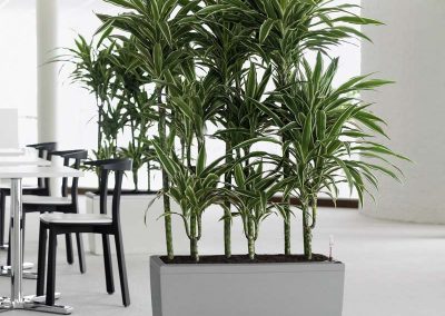Lechuza Cararo Tall - Interior and Exterior Office Plants for Business in Gloucestershire by Planterama