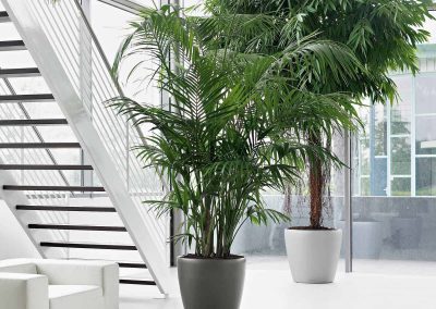 Lechuza Classico - Interior and Exterior Office Plants for Business in Gloucestershire by Planterama