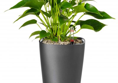 Lechuza Deltini - Interior and Exterior Office Plants for Business in Gloucestershire by Planterama