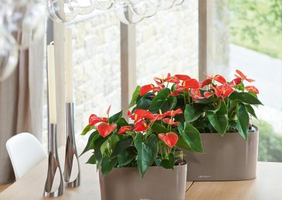 Lechuza Mini Cararo - Interior and Exterior Office Plants for Business in Gloucestershire by Planterama