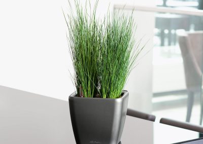 Lechuza Mini Quadro - Interior and Exterior Office Plants for Business in Gloucestershire by Planterama