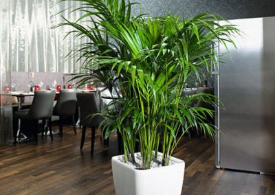Lechuza Quadro - - Interior and Exterior Office Plants for Business in Gloucestershire by Planterama