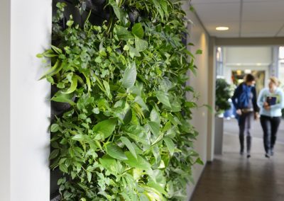 Mobilane Wall Foliage - Interior Garden Wall Plants for Businesses in Gloucestershire by Planterama
