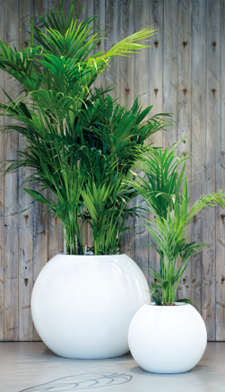 NG Sphere - Interior and Exterior Office Plants for Business in Gloucestershire by Planterama
