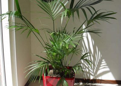 Office Plants in Gloucestershire by Planterama