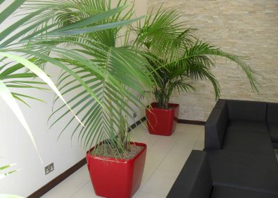 Workspace Plants in Gloucestershire by Planterama