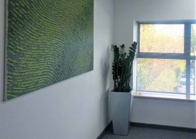 ZamioCyton - Workspace Plants in Gloucestershire by Planterama