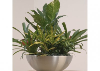 CD Alum Bowl - Interior and Exterior Office Plants for Business in Gloucestershire by Planterama