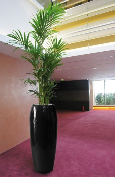 LGYingYang - Interior and Exterior Office Plants for Business in Gloucestershire by Planterama