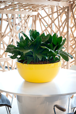 NG Earth Bowl - Interior and Exterior Office Plants for Business in Gloucestershire by Planterama