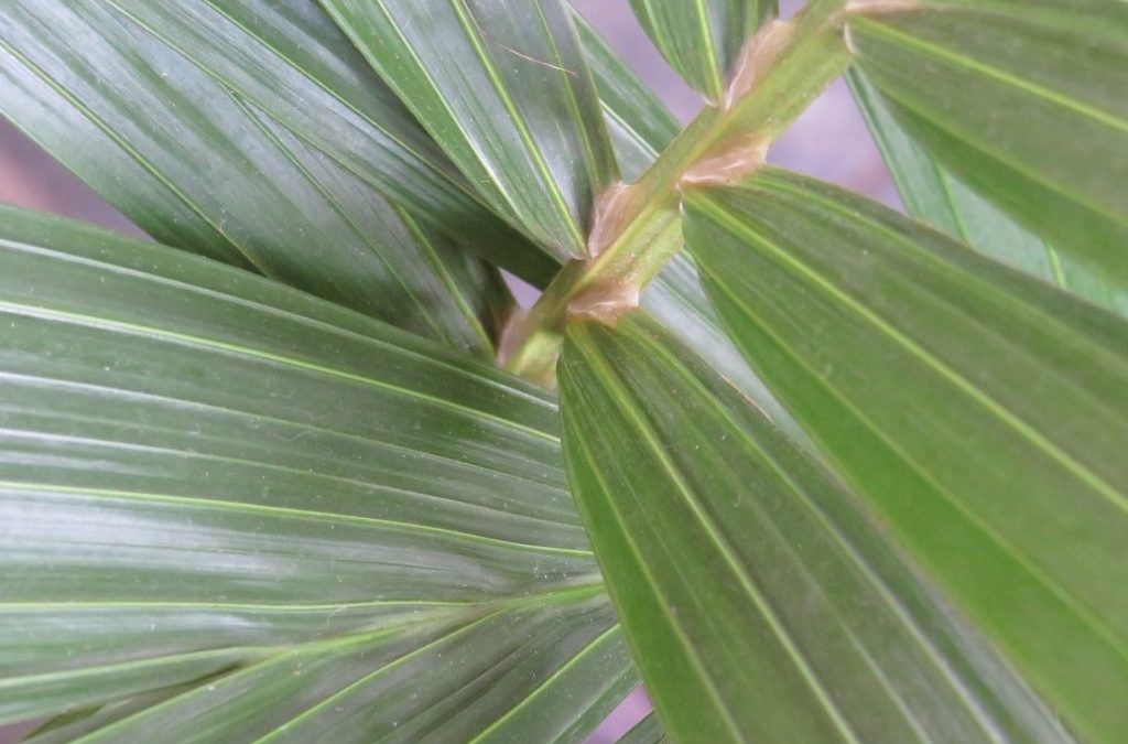 Plant care tips #1 – The Kentia Palm