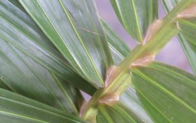Plant care tips #1 – The Kentia Palm